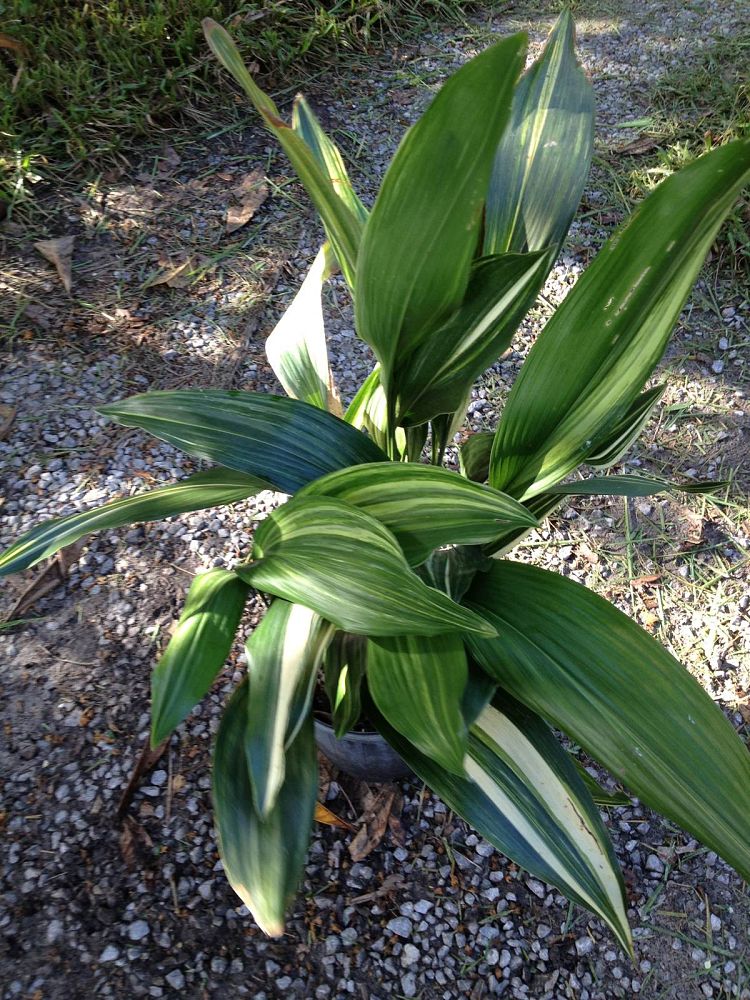 aspidistra-elatior-okame-variegated-cast-iron-plant