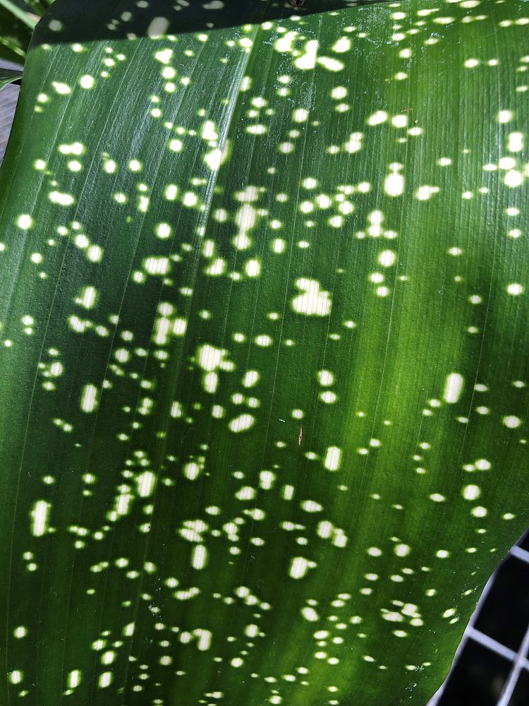 aspidistra-elatior-spek-tacular-cast-iron-plant