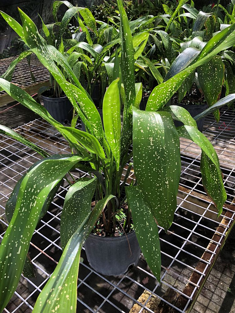 aspidistra-elatior-spek-tacular-cast-iron-plant