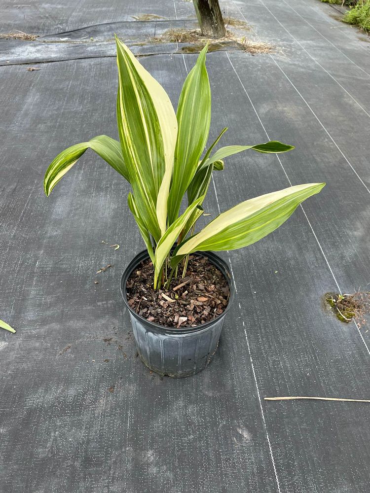 aspidistra-elatior-variegata-cast-iron-plant-variegated