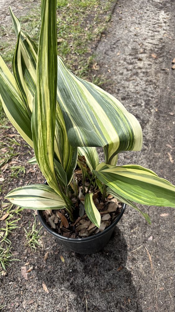 aspidistra-elatior-variegata-cast-iron-plant-variegated