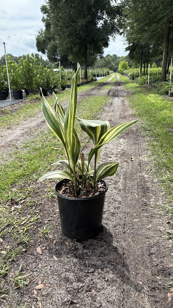 aspidistra-elatior-variegata-cast-iron-plant-variegated