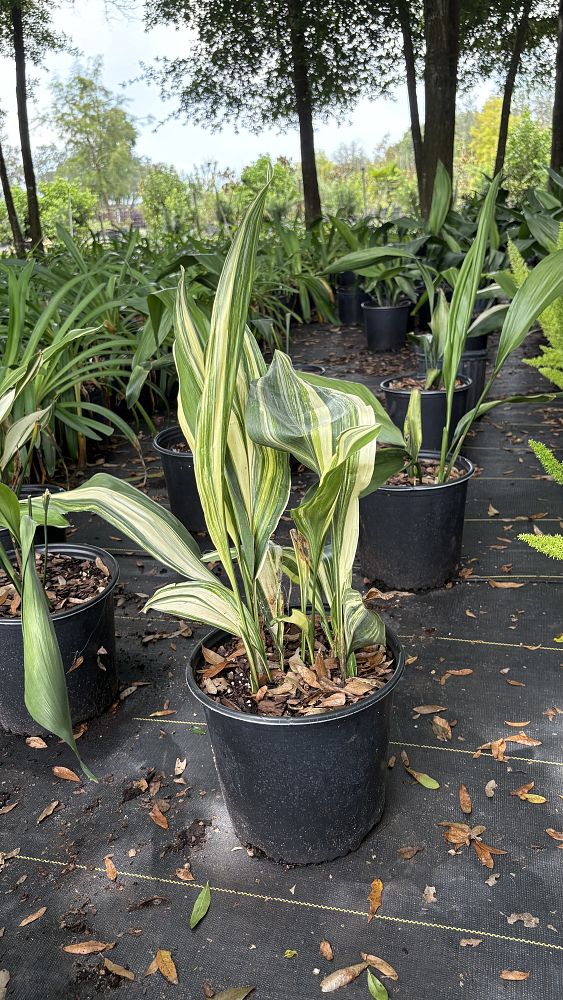 aspidistra-elatior-variegata-cast-iron-plant-variegated