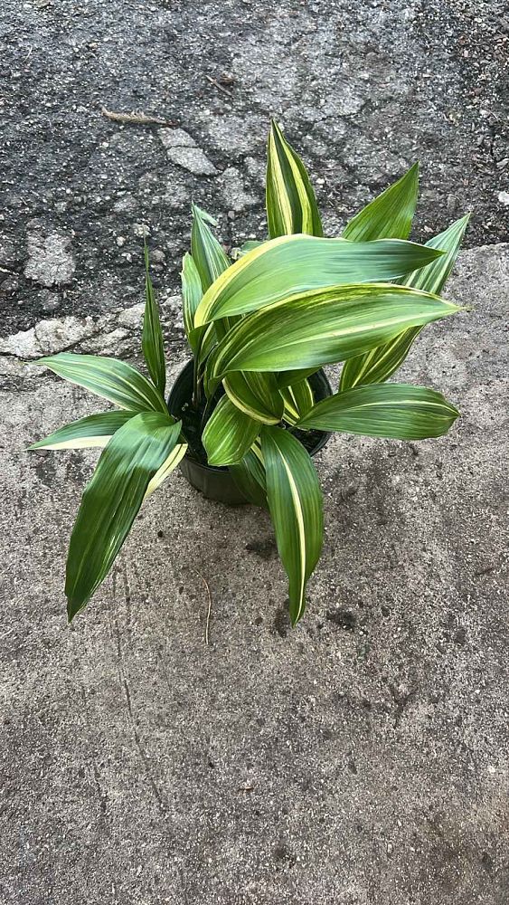 aspidistra-elatior-variegata-cast-iron-plant-variegated