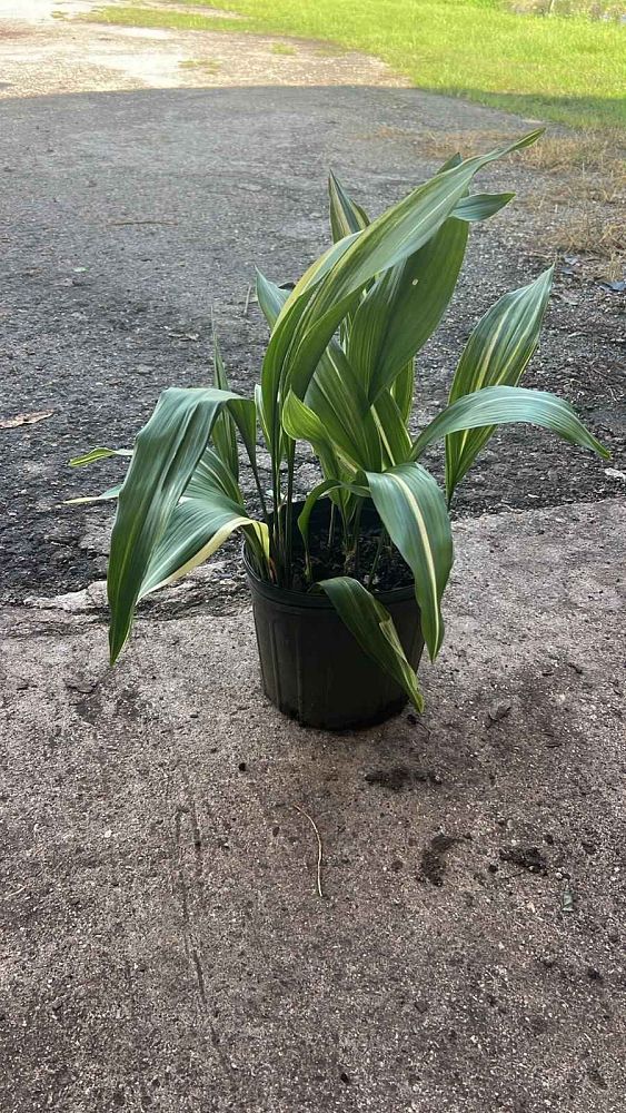 aspidistra-elatior-variegata-cast-iron-plant-variegated