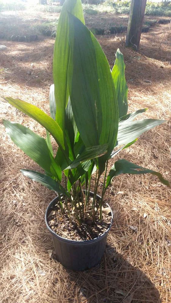 aspidistra-typica-cast-iron-plant