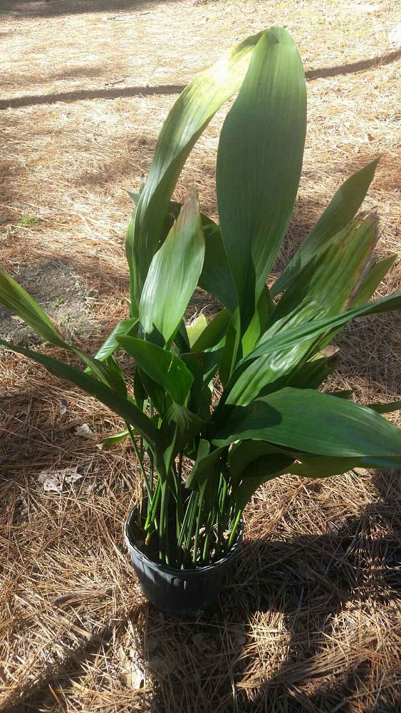 aspidistra-typica-cast-iron-plant