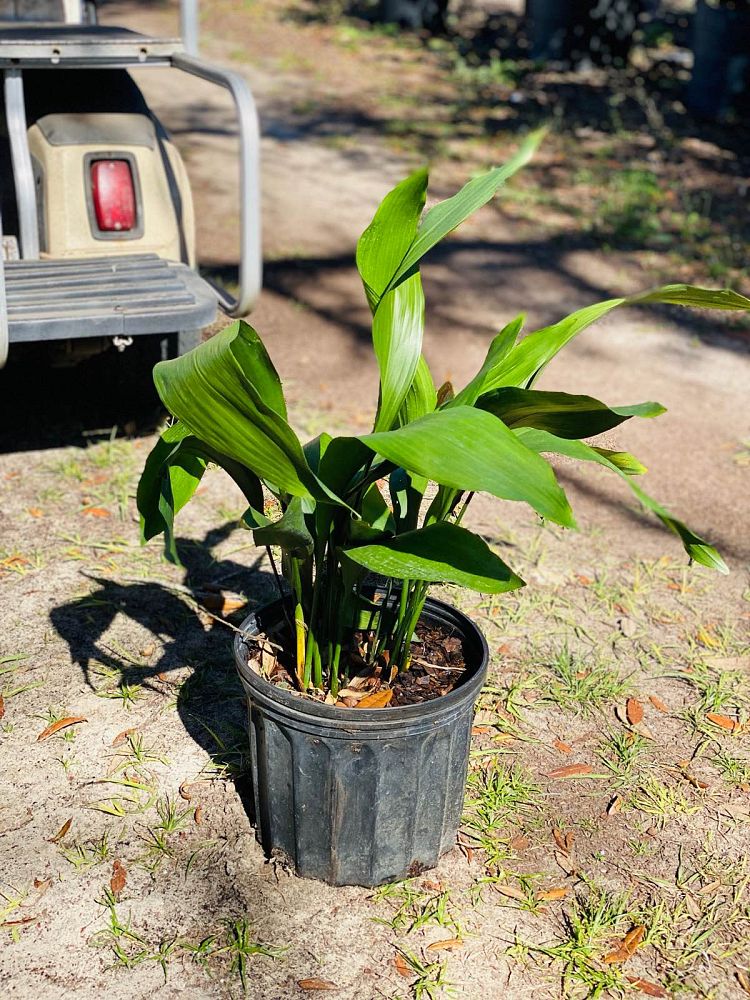 aspidistra-vietnam-cast-iron-plant
