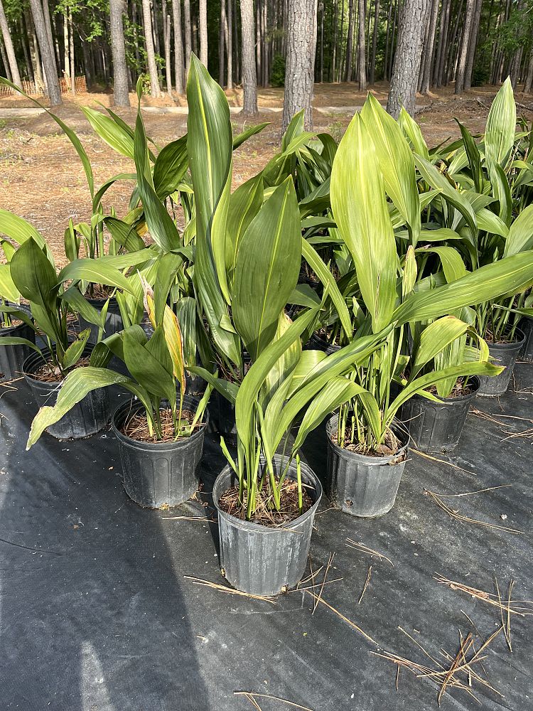 aspidistra-vietnam-cast-iron-plant