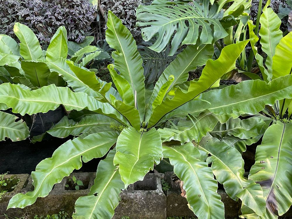 asplenium-antiquum-bird-s-nest