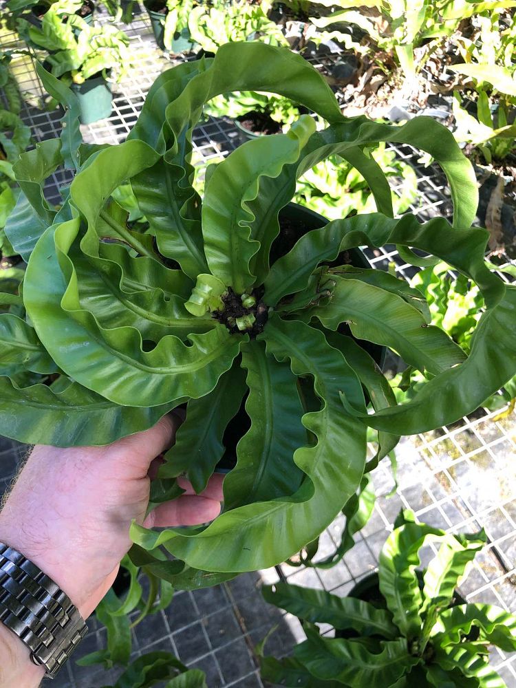 asplenium-antiquum-hurricane-bird-s-nest