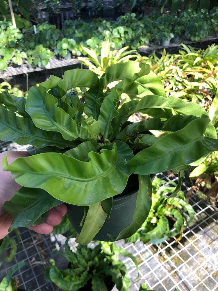asplenium-antiquum-hurricane-bird-s-nest
