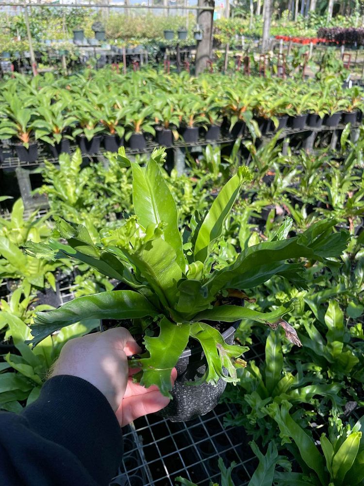asplenium-antiquum-leslie-bird-s-nest