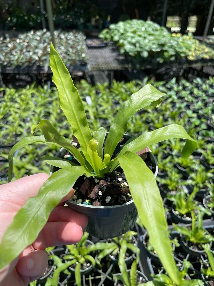 asplenium-antiquum-leslie-bird-s-nest