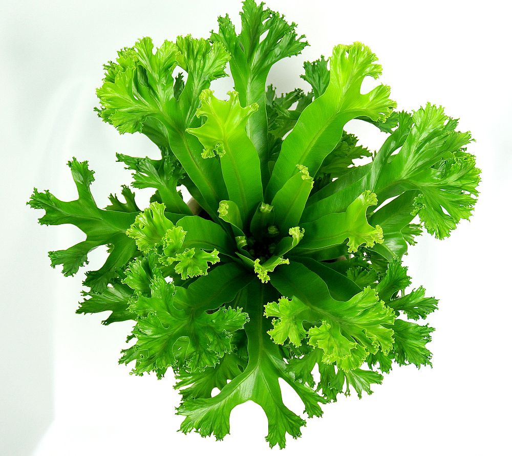 asplenium-antiquum-leslie-bird-s-nest