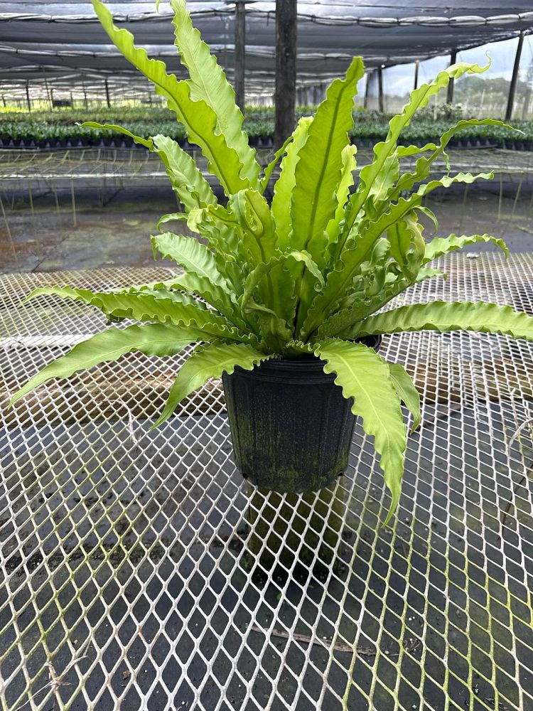 asplenium-antiquum-victoria-victoria-bird-s-nest-fern