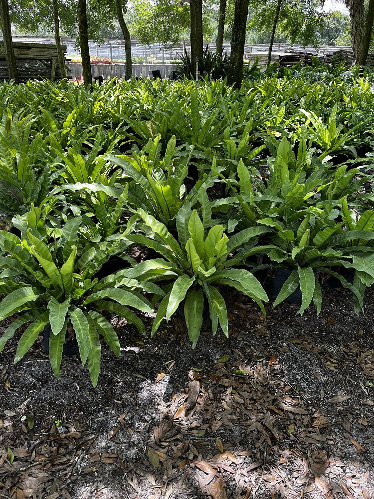 asplenium-australasicum-bird-s-nest-fern
