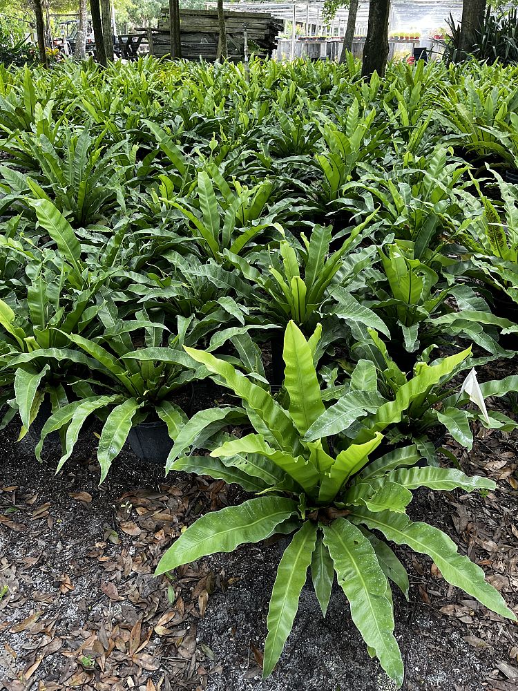 asplenium-australasicum-bird-s-nest-fern