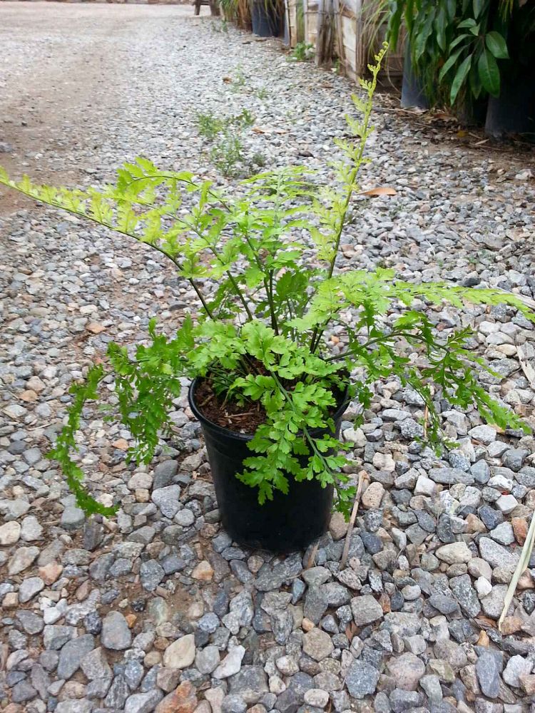 asplenium-bulbiferum-mother-fern