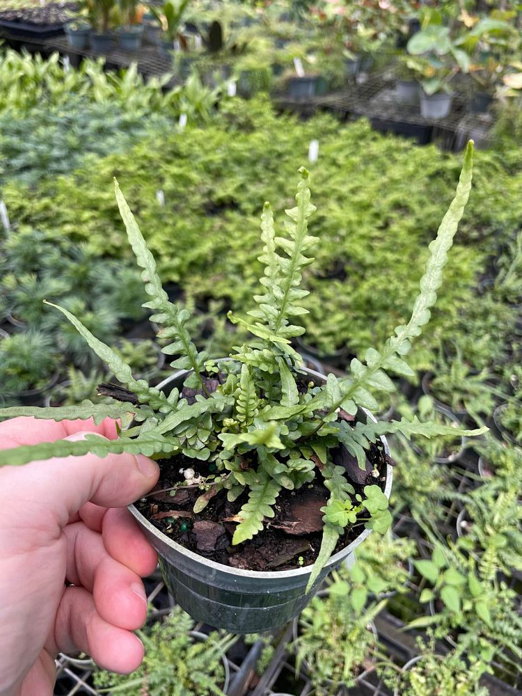 asplenium-ebenoides-dragontail-fern