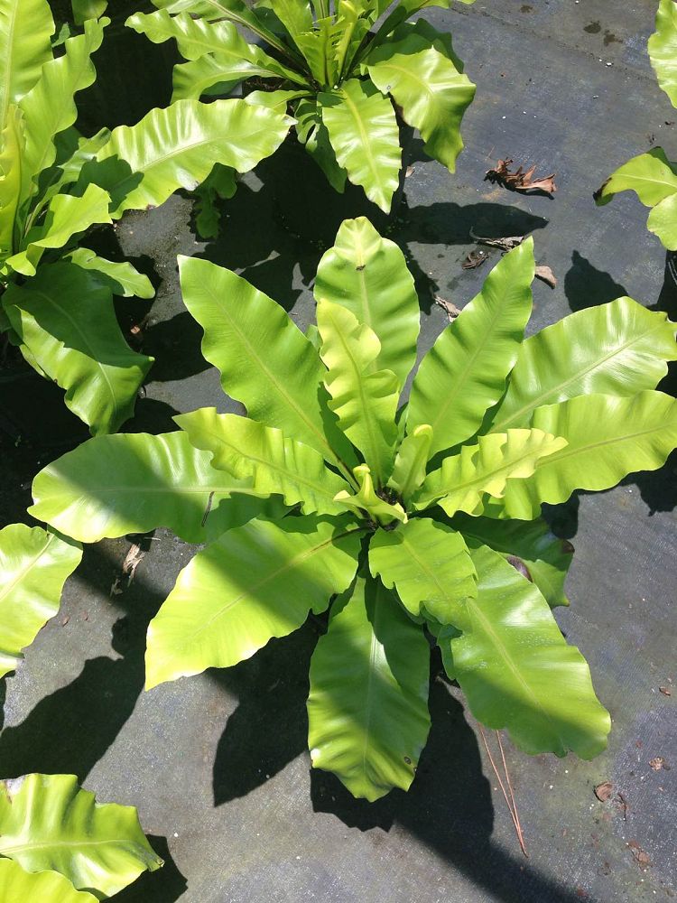 asplenium-nidus-bird-s-nest-fern