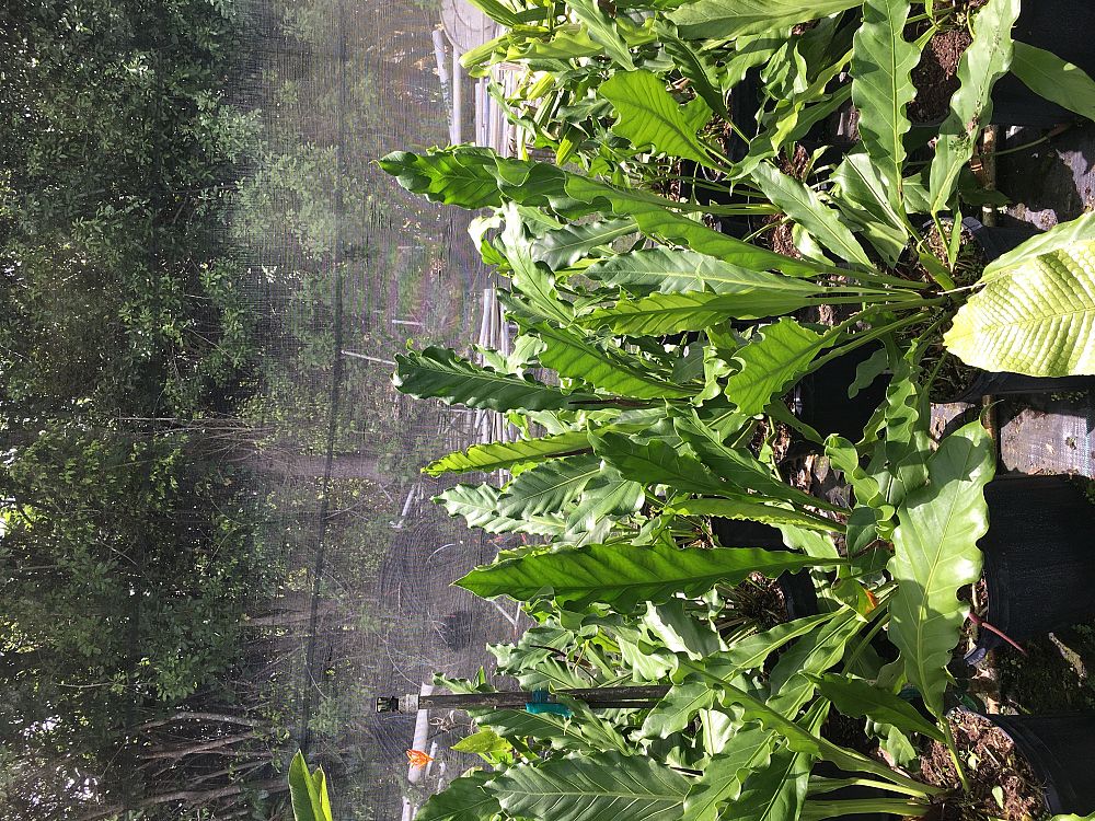 asplenium-nidus-bird-s-nest-fern