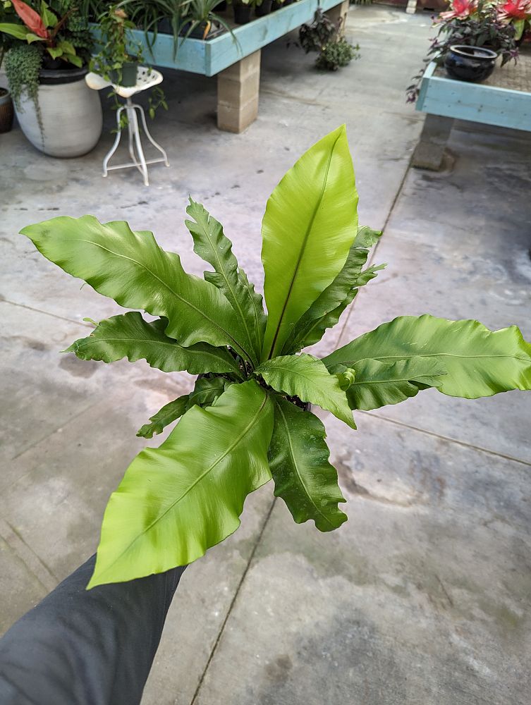 asplenium-nidus-bird-s-nest-fern
