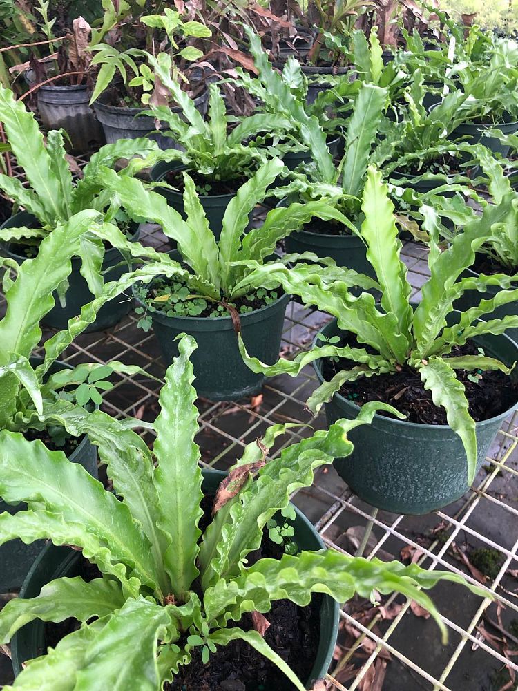 asplenium-nidus-bird-s-nest-fern