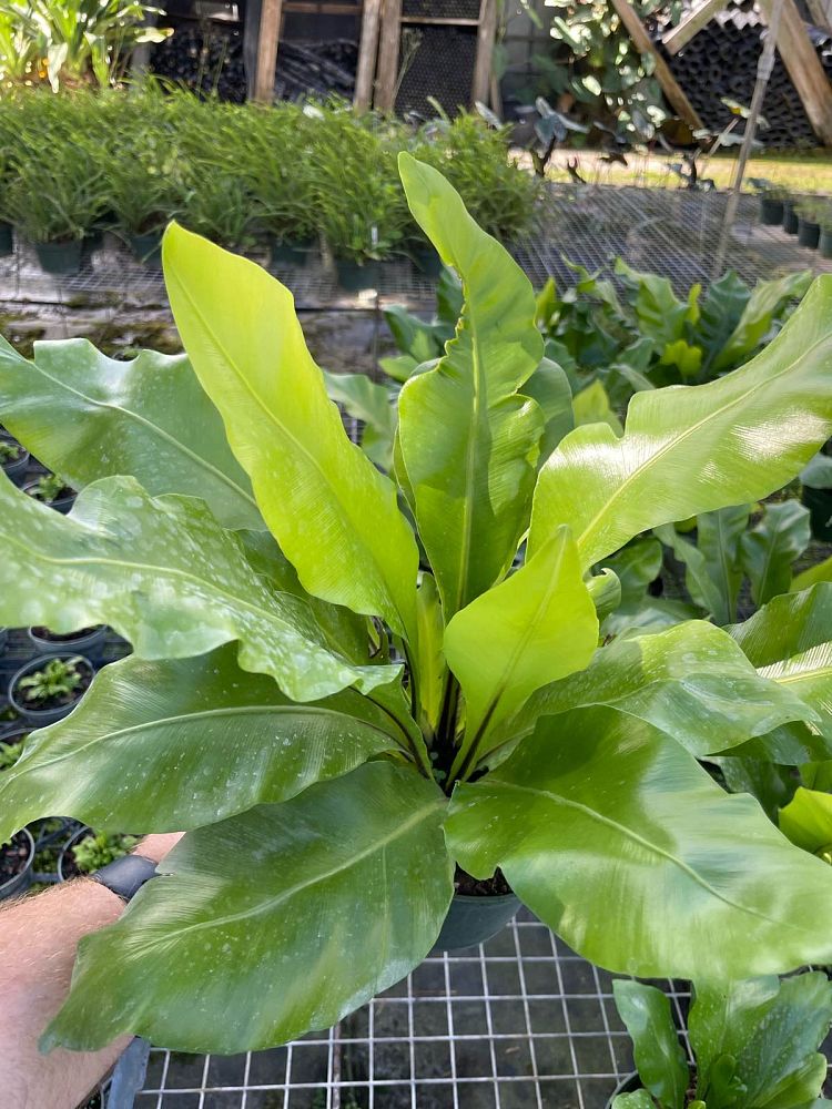 asplenium-nidus-bird-s-nest-fern
