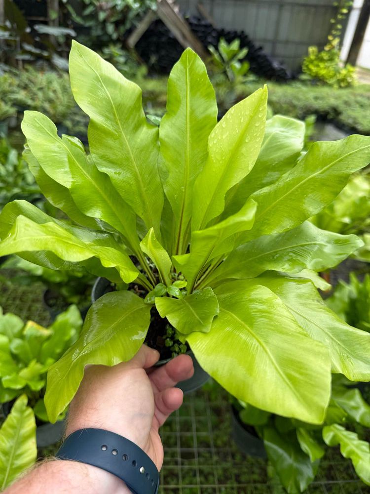 asplenium-nidus-bird-s-nest-fern