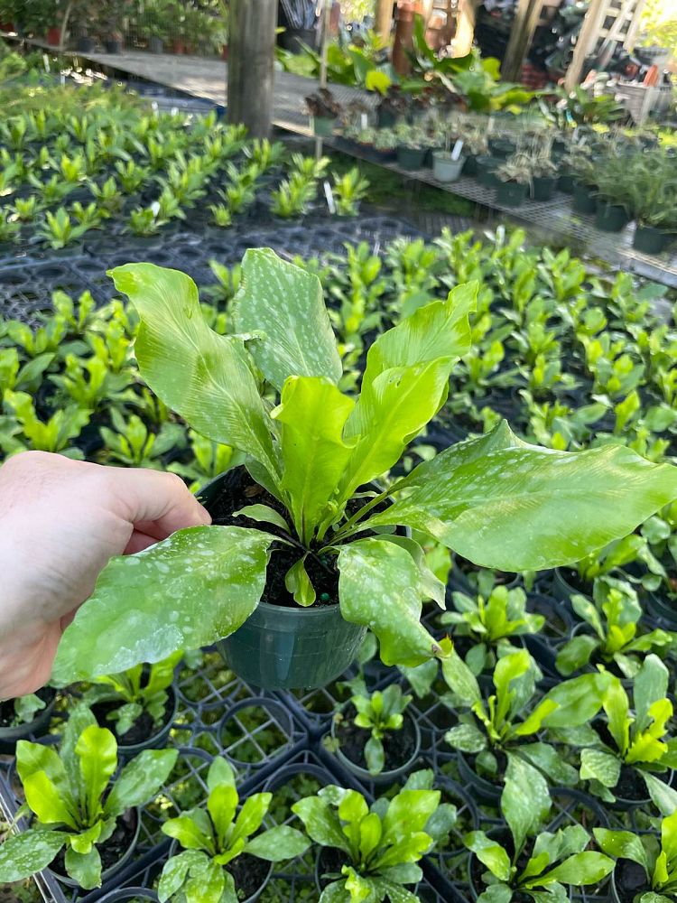 asplenium-nidus-bird-s-nest-fern
