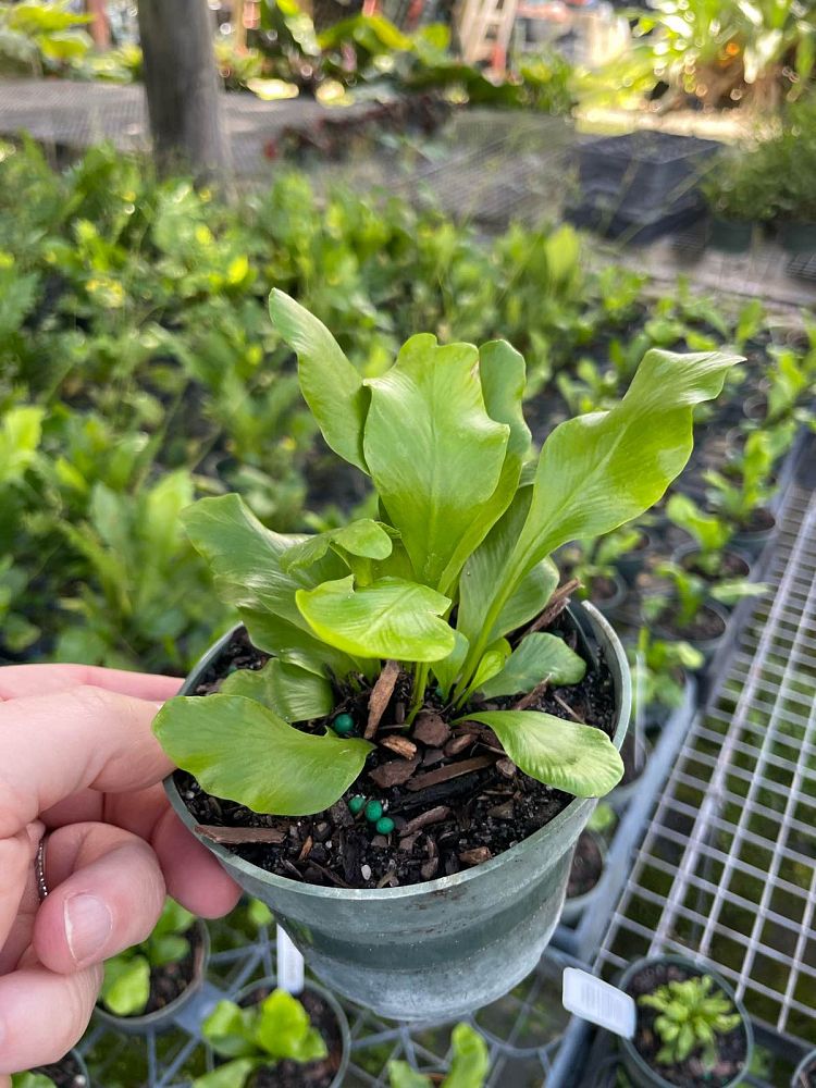 asplenium-nidus-bird-s-nest-fern