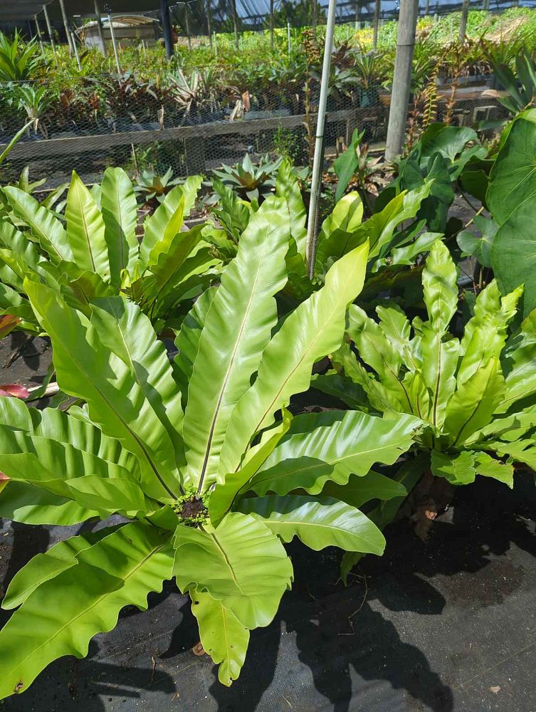 asplenium-nidus-bird-s-nest-fern