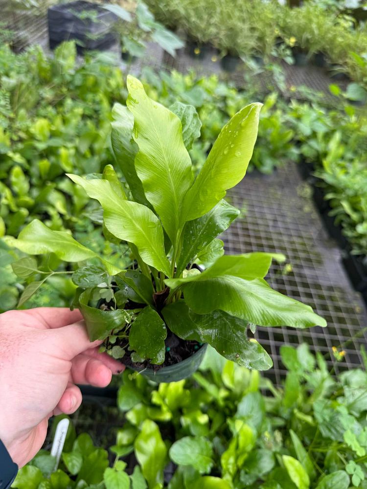 asplenium-nidus-bird-s-nest-fern