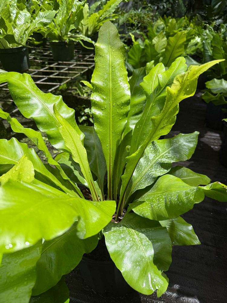 asplenium-nidus-bird-s-nest-fern