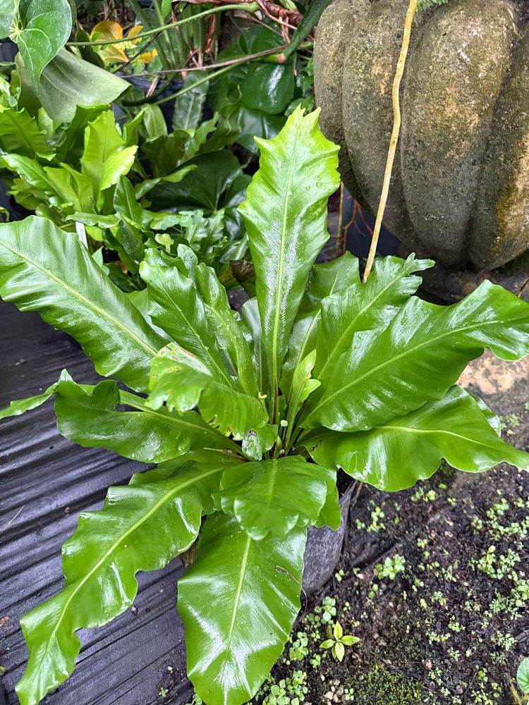 asplenium-nidus-bird-s-nest-fern