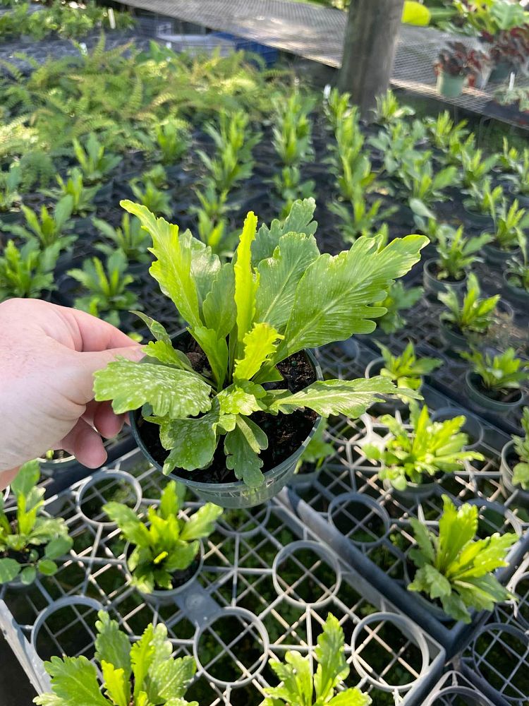 asplenium-nidus-champion