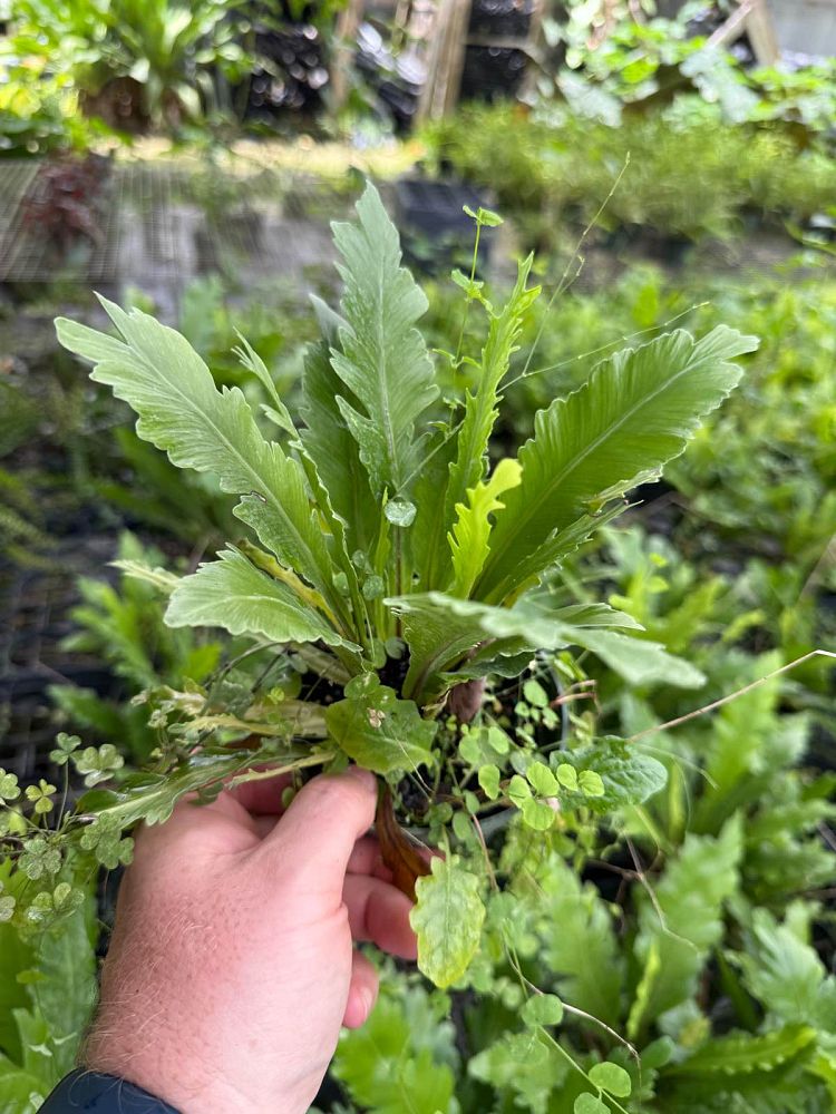 asplenium-nidus-champion