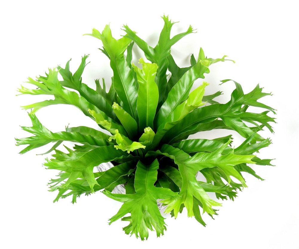 asplenium-nidus-crissie-bird-s-nest-fern-crissie
