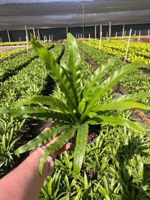 asplenium-nidus-crissie-bird-s-nest-fern-crissie