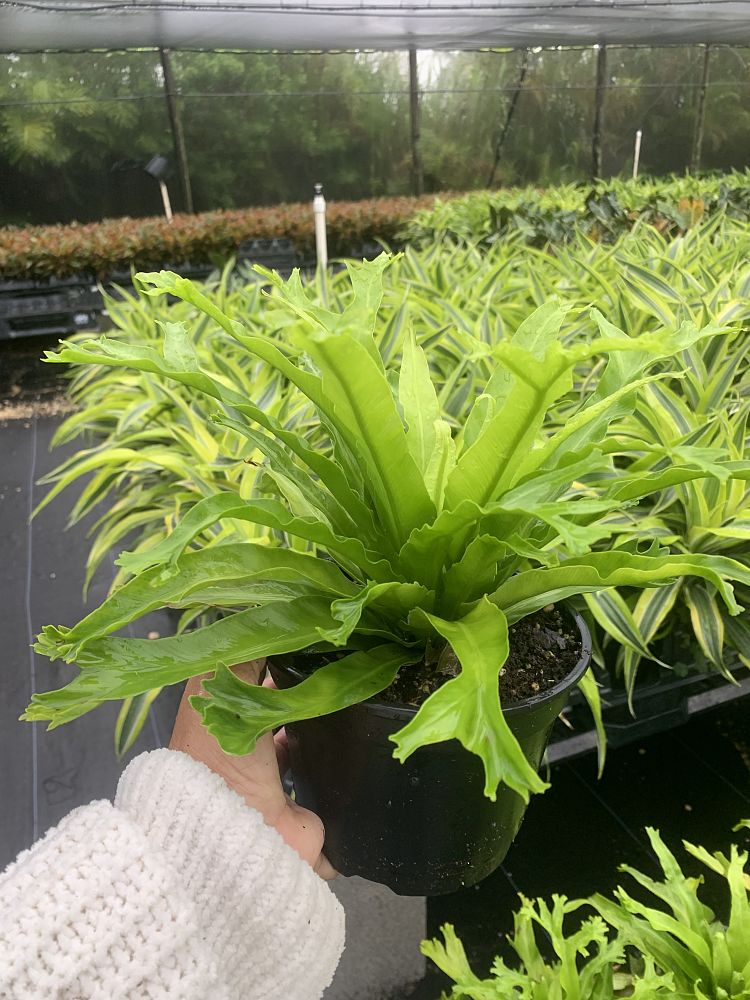 asplenium-nidus-crissie-bird-s-nest-fern-crissie