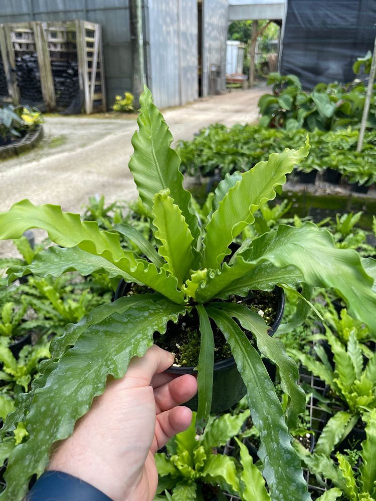 asplenium-nidus-osaka-osaka-bird-s-nest-fern
