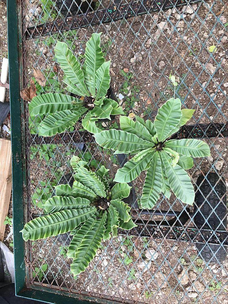 asplenium-nidus-var-plicatum-cobra-bird-s-nest-fern