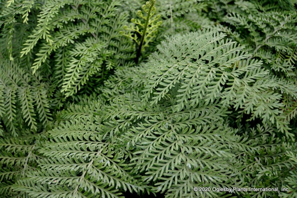 asplenium-parvati-mother-fern