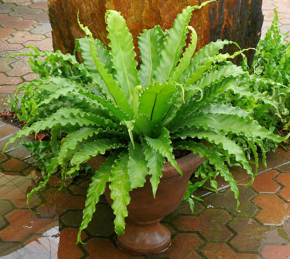 asplenium-spleenwort