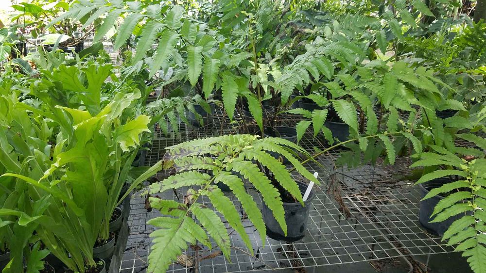 asplenium-viviparum