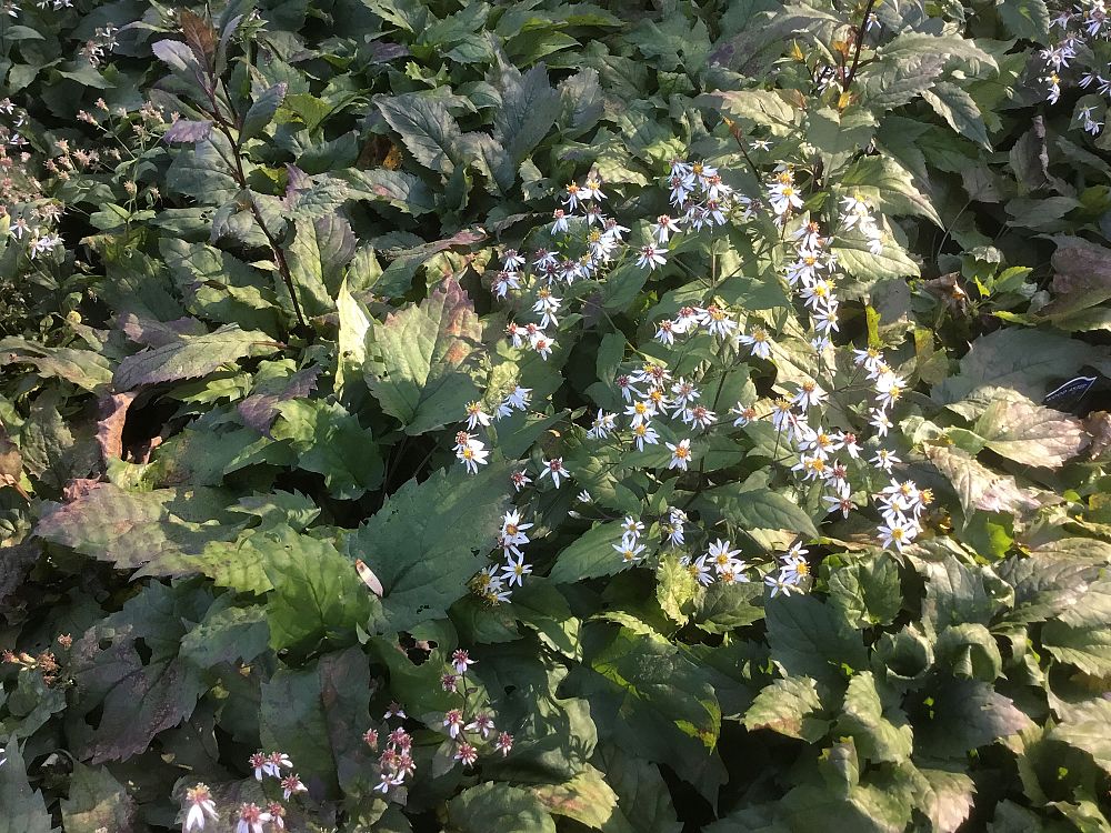 aster-divaricatus-eastern-star-white-wood-aster