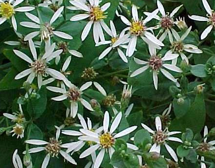 aster-divaricatus-white-wood-aster