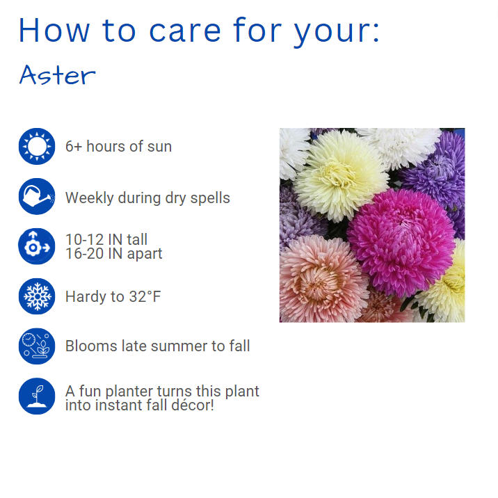 aster-henry