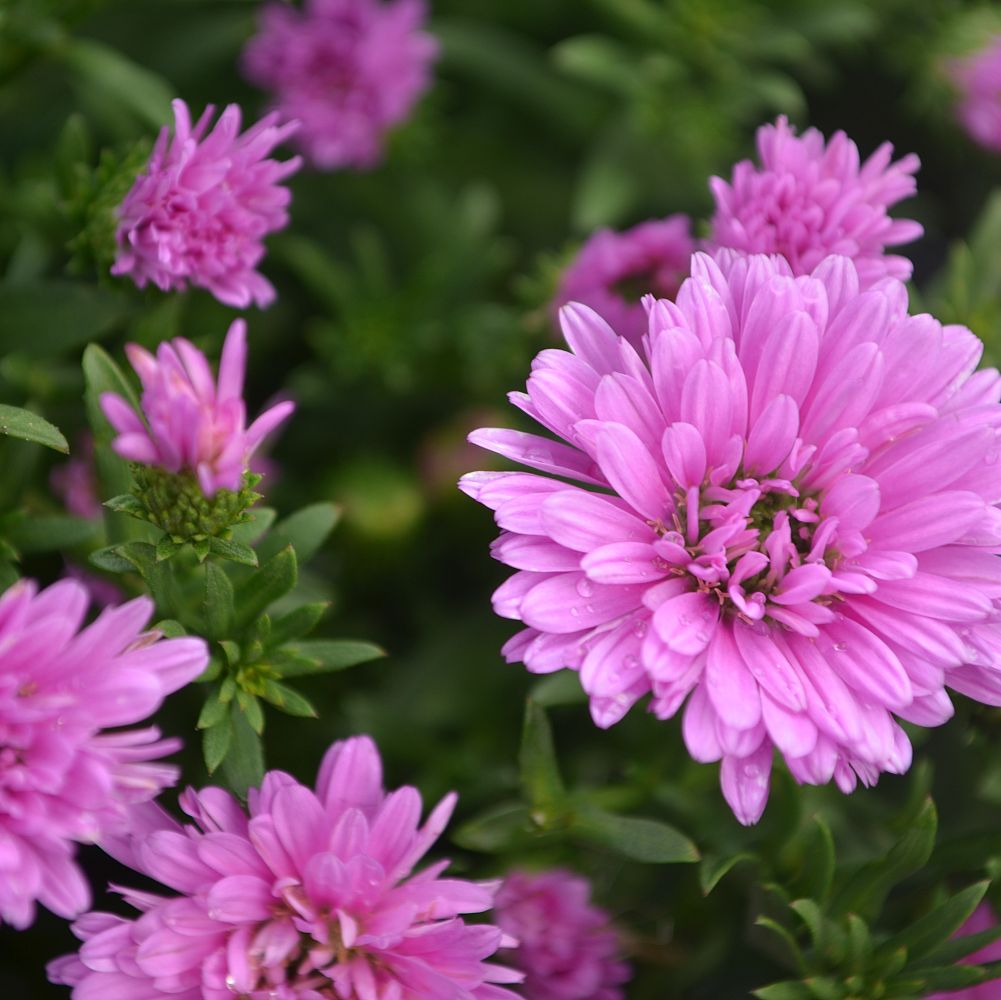 aster-henry